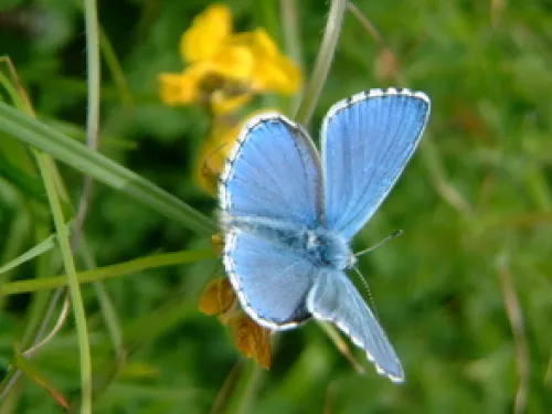 Adonis blue butterfly on a green planted background