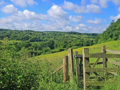 Queendown Warren landscape shot showing a gate in the foreground and a lovely backdrop of trees and blue sky in the background