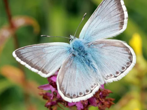 Chalkhill blue butterfly