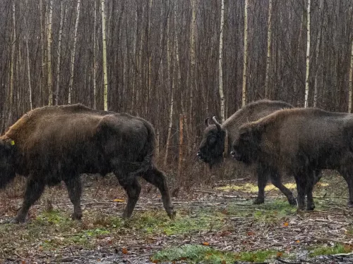 Three bison walking through the woodland at Blean.