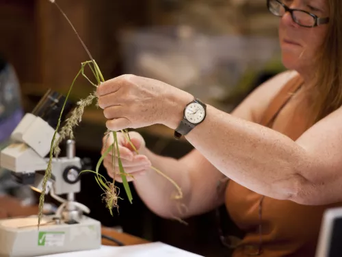 Grass identification study day where woman is holding up grasses and a microscope sits beside her