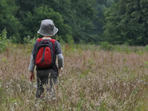 Walking through a field at hothfield heathlands