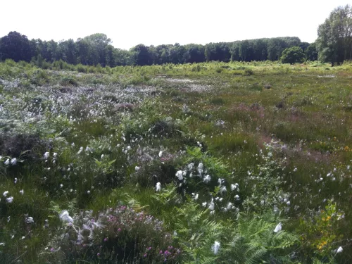 Hothfield Heathlands Bog