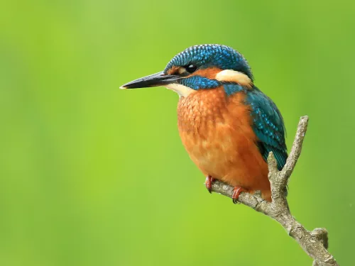 Kingfisher - Jon Hawkins