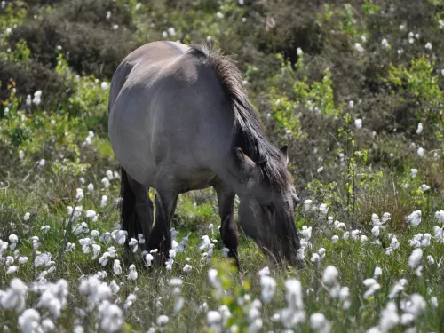 Konik Pony grazing in Cotton Grass