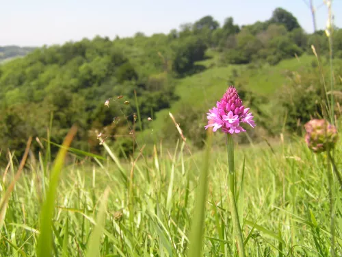 Parkgate Downs showing grassland with orchid in it