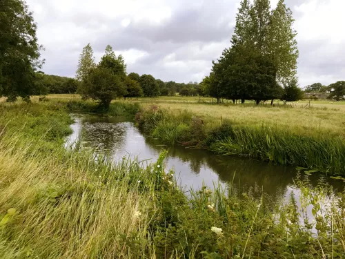 River Eden looing downstream on a day with high vegetation and lots of grasses