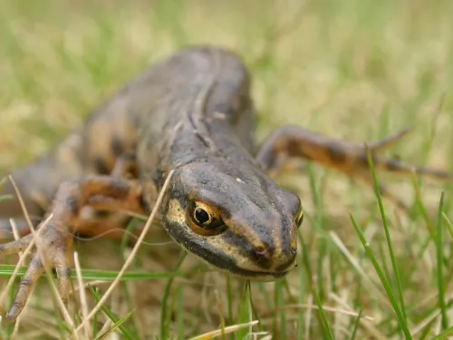 Smooth newt