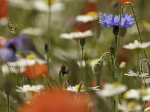 Wildflower meadow