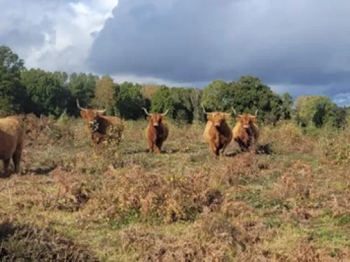A herd of highland cattle looking at the camera.