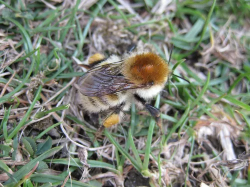 humilis queen bumblebee