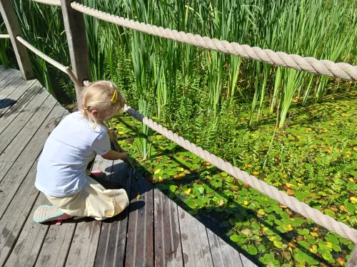 Tyland barn pond dipping