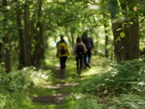 walking woodland