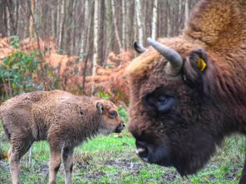 Bison calf and matriarch 