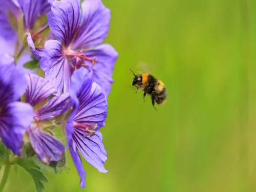 Early Bumblebee flying towards a purple flower