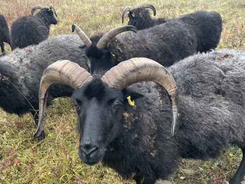 Hebridean sheep close up surrounded by other sheep