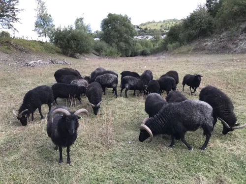 Hebridean sheep herd