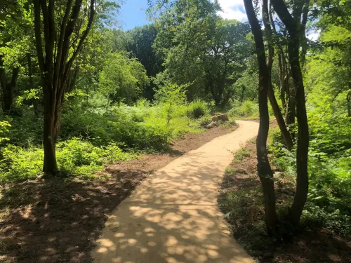 A trail through a sunny woodland at Hothfield Heathlands.