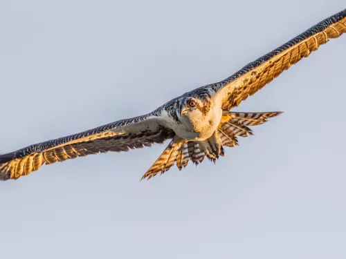 Osprey flying through the sky