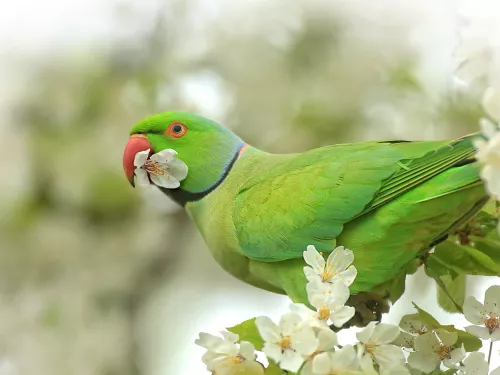 Parakeet holding blossom in its beak