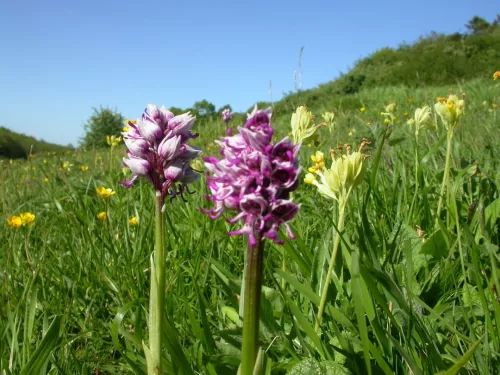 A monkey orchid at Park Gate Down