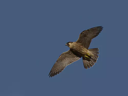 Peregrine_Falcon