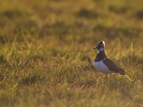 Lapwing walking through a grassy field in glowing summer light