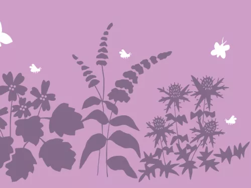 Plants for butterflies and bees illustration