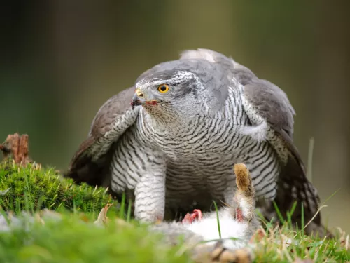 A goshawk with its prey on the ground.