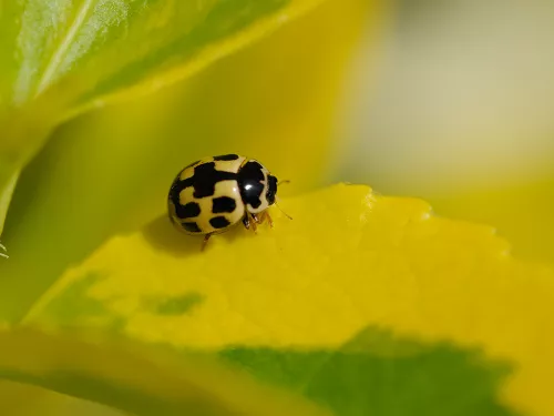 A 14-spot ladybird, with rectangular black spots on its yellow back, climbs over a leaf