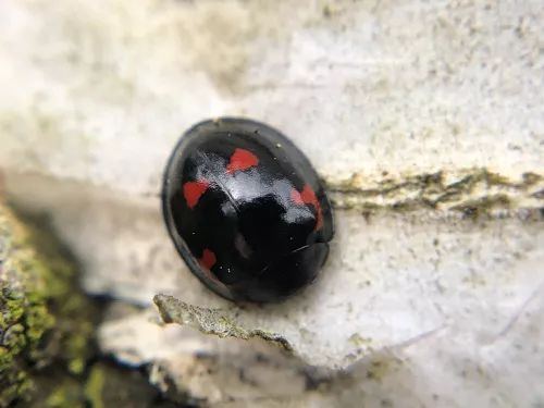 A pine ladybird, with four red markings on its black back, hunkered down on the trunk of a birch tree