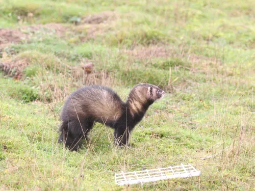 Polecat