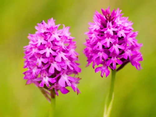 Pyramidal orchid