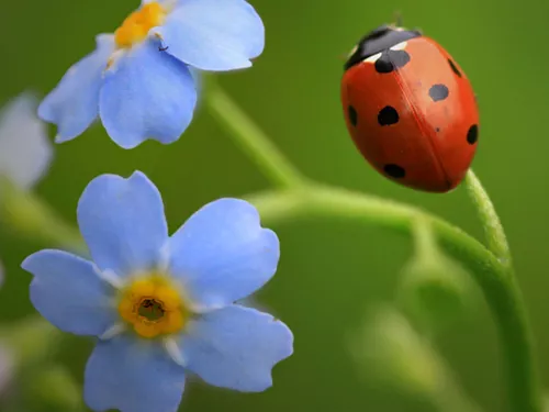 A 7-spot ladybird, with 7 black spots on its red back, climbs a blue forget me not