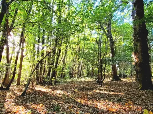 Dappled light in Hunts Wood