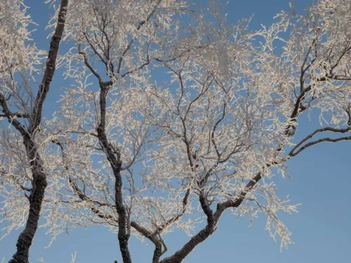 A frost-covered tree against a blue sky.