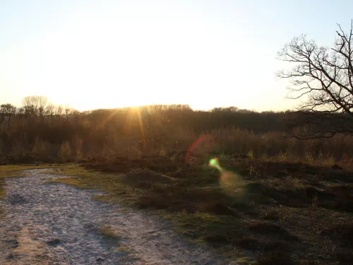 A view across Hothfield Heathlands at sunset