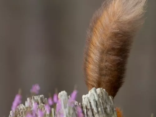 The tail of a red squirrel popping up from behind some dead wood and purple flowers.