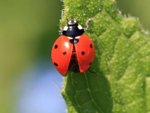 A 7-spot ladybird on a leaf.