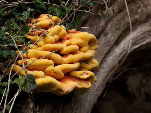 Yellow and orange chicken of the woods fungus on a tree with ivy.