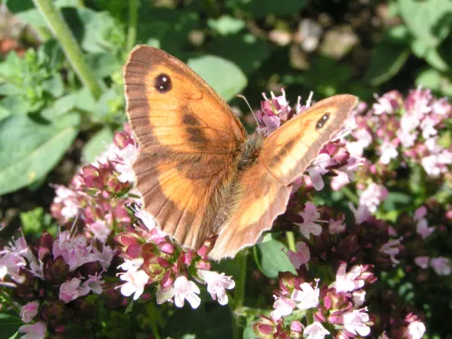A gatekeeper butterfly on a pink marjoram flower.