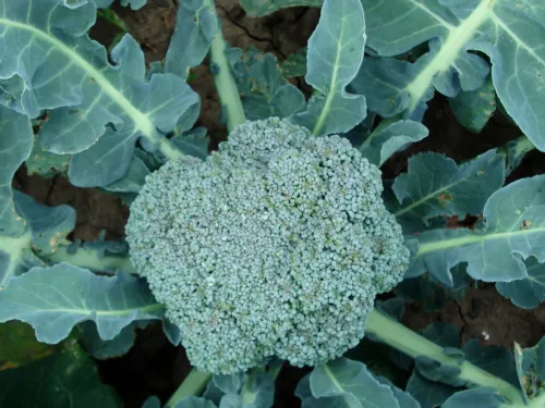 Broccoli from above, growing in a garden