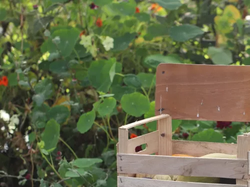 A chair with a box of vegetables on top, with nasturtiums flowering in the background.