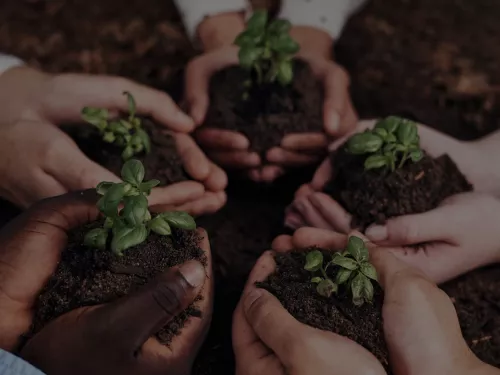 A group of hands together holding seedling plants