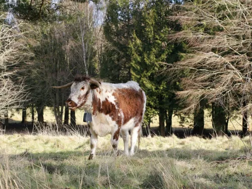 A longhorn cow standing in front of trees at Heather Corrie Vale