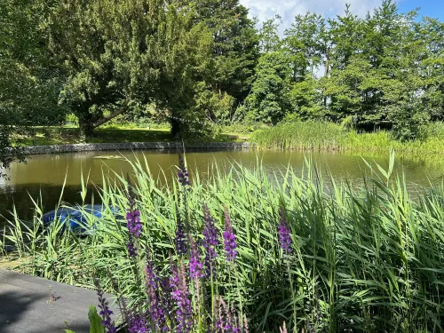 A pond at Langdon surrounded by reeds and purple flowers