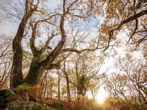 Ash tree and sunset