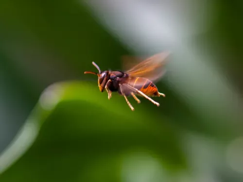 asian hornet in flight