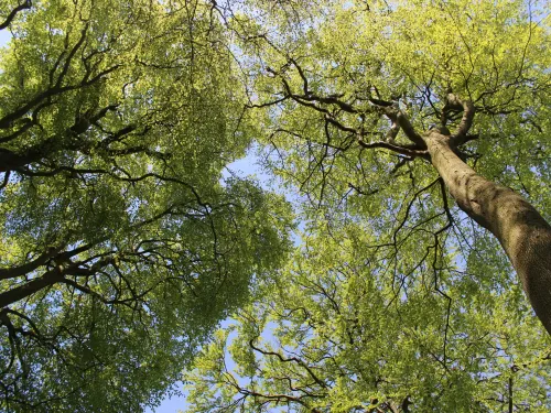 Upward shot of beech trees against a blue sky