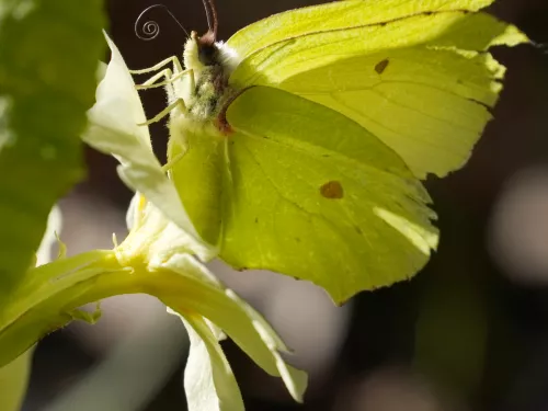 Brimstone butterfly on flower